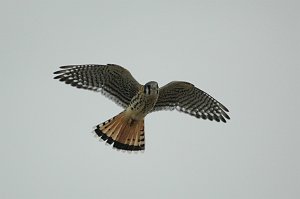 Hawk, American Kestrel, 2010-06306202 Antelope Island SP, UT